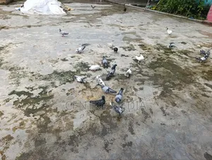 জরুরী কিছু কবুতর সেল হবে