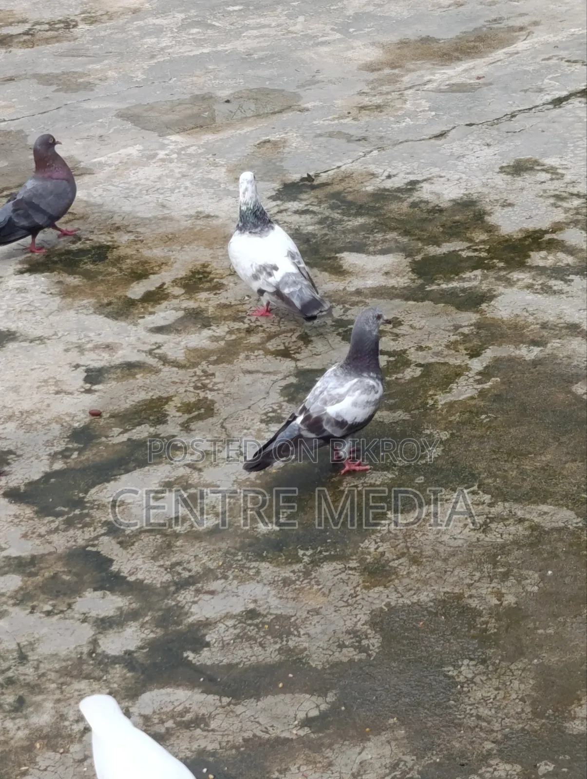 জরুরী কিছু কবুতর সেল হবে