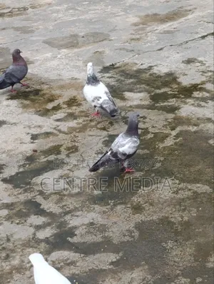 জরুরী কিছু কবুতর সেল হবে