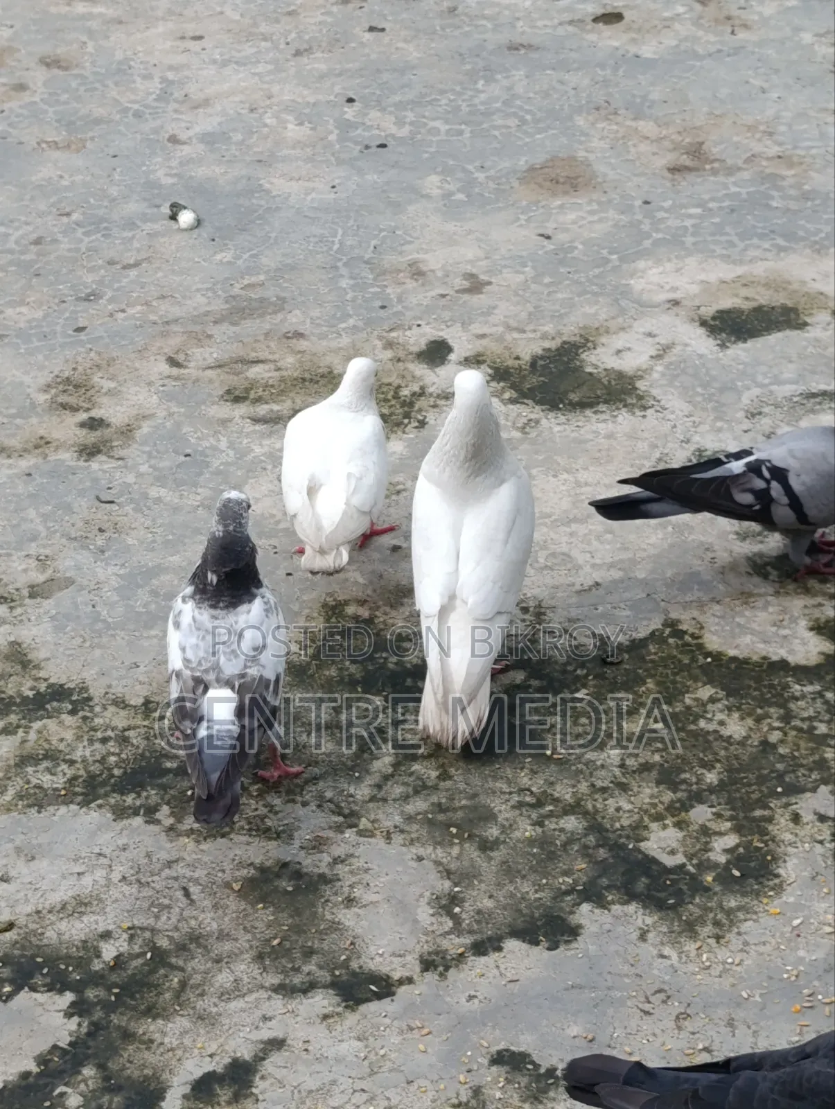 জরুরী কিছু কবুতর সেল হবে