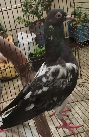 পাকিস্তানি কবুতর