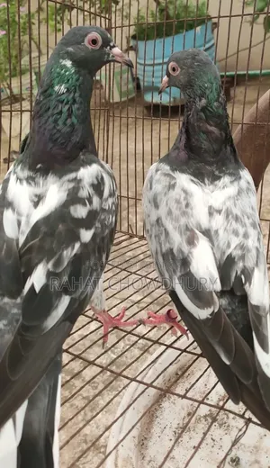 পাকিস্তানি কবুতর