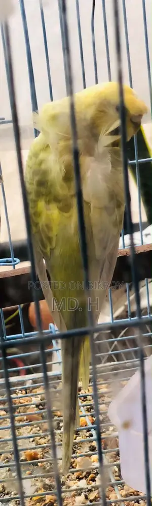 রেইনবো Rainbow Dilute JP Double Crested Female