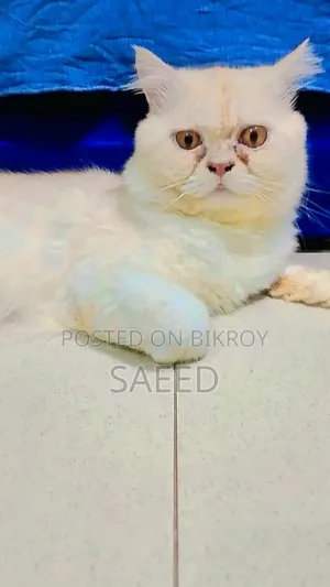 ১+ বছরের পুরুষ খাঁটি পার্সিয়ান বিড়াল