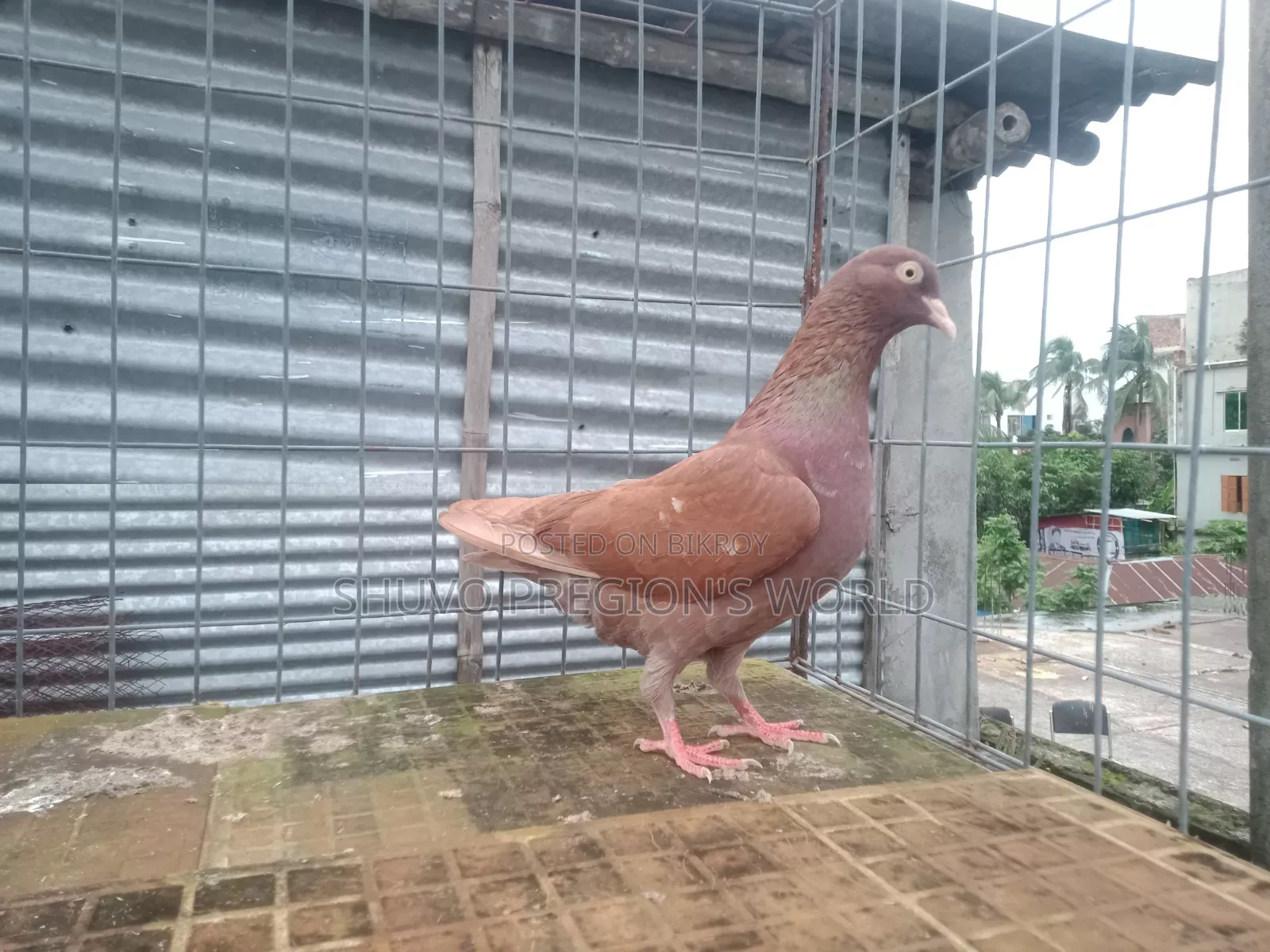 চোখ হলুদ মাদি