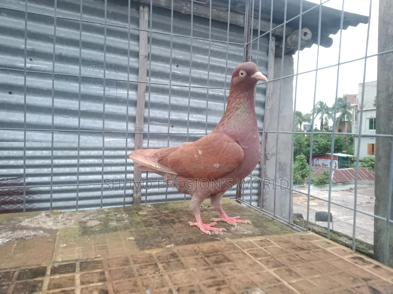 চোখ হলুদ মাদি