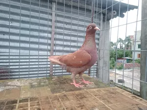 চোখ হলুদ মাদি