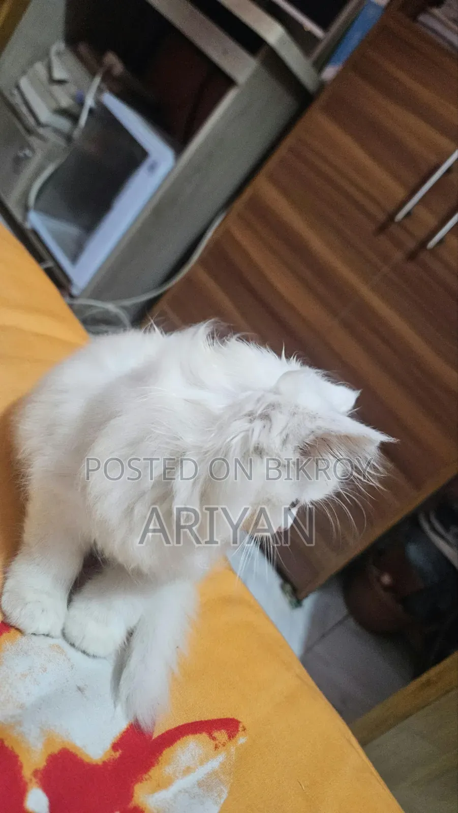 ১-৩ মাসের ফিমেল পিওরব্রেড পার্সিয়ান