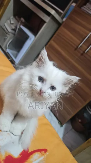 ১-৩ মাসের ফিমেল পিওরব্রেড পার্সিয়ান