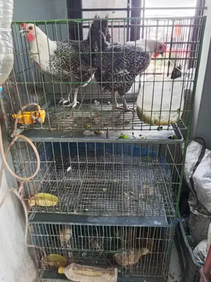 Three compartment cage for sale