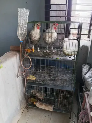 তিন খোপের খাঁচা বিক্রি হবে