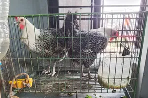 Chickens for sale, currently laying eggs.