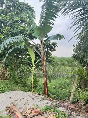 ঢাকার পাশেই নবাবগঞ্জে জমি
