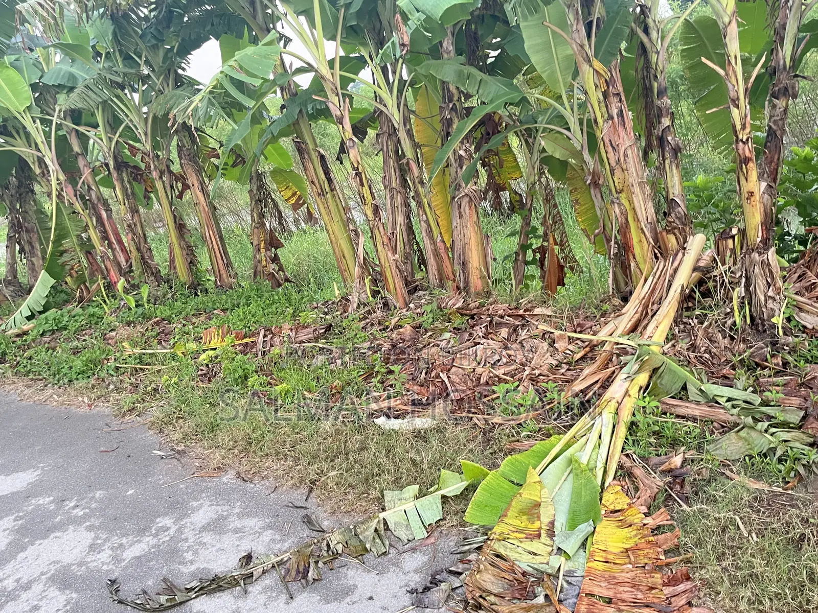 ঢাকার পাশেই নবাবগঞ্জে জমি