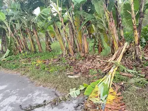 ঢাকার পাশেই নবাবগঞ্জে জমি