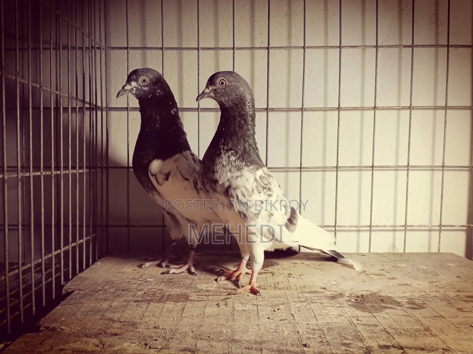 পিরোজপুরী কামাগার কবুতর ১ জোড়া ট্রাস্টেড