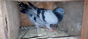 গিরিবাজ কবুতর