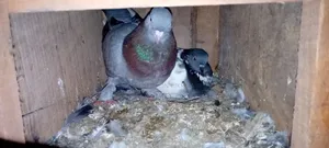 গিরিবাজ কবুতর