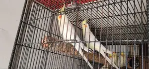 ডিম সহ ককাটেল জোড়া ও একজোড়া লাভবার্ডস সেল হবে
