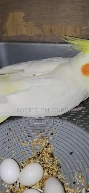 ডিম সহ ককাটেল জোড়া ও একজোড়া লাভবার্ডস সেল হবে