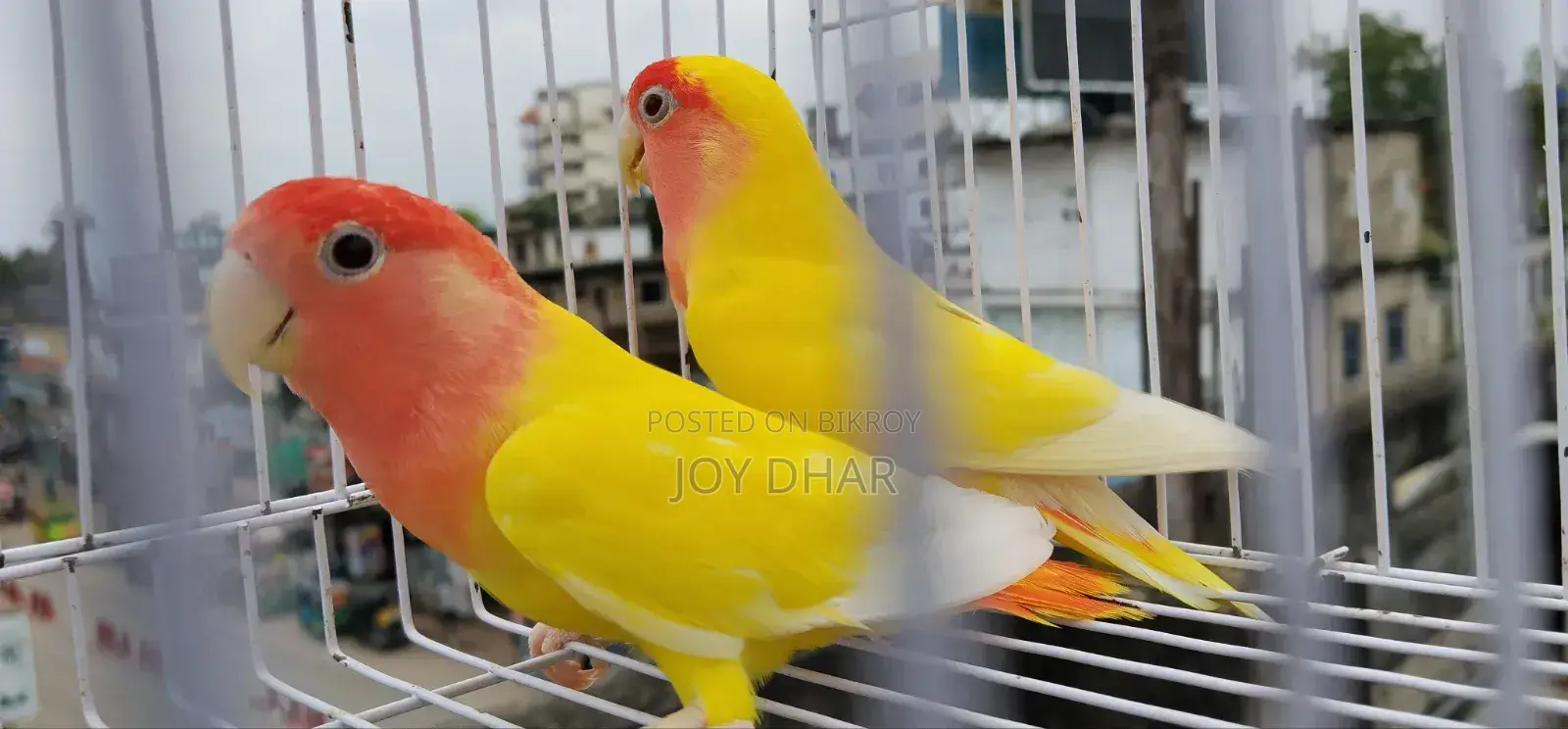ডিম সহ ককাটেল জোড়া ও একজোড়া লাভবার্ডস সেল হবে