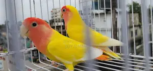 ডিম সহ ককাটেল জোড়া ও একজোড়া লাভবার্ডস সেল হবে
