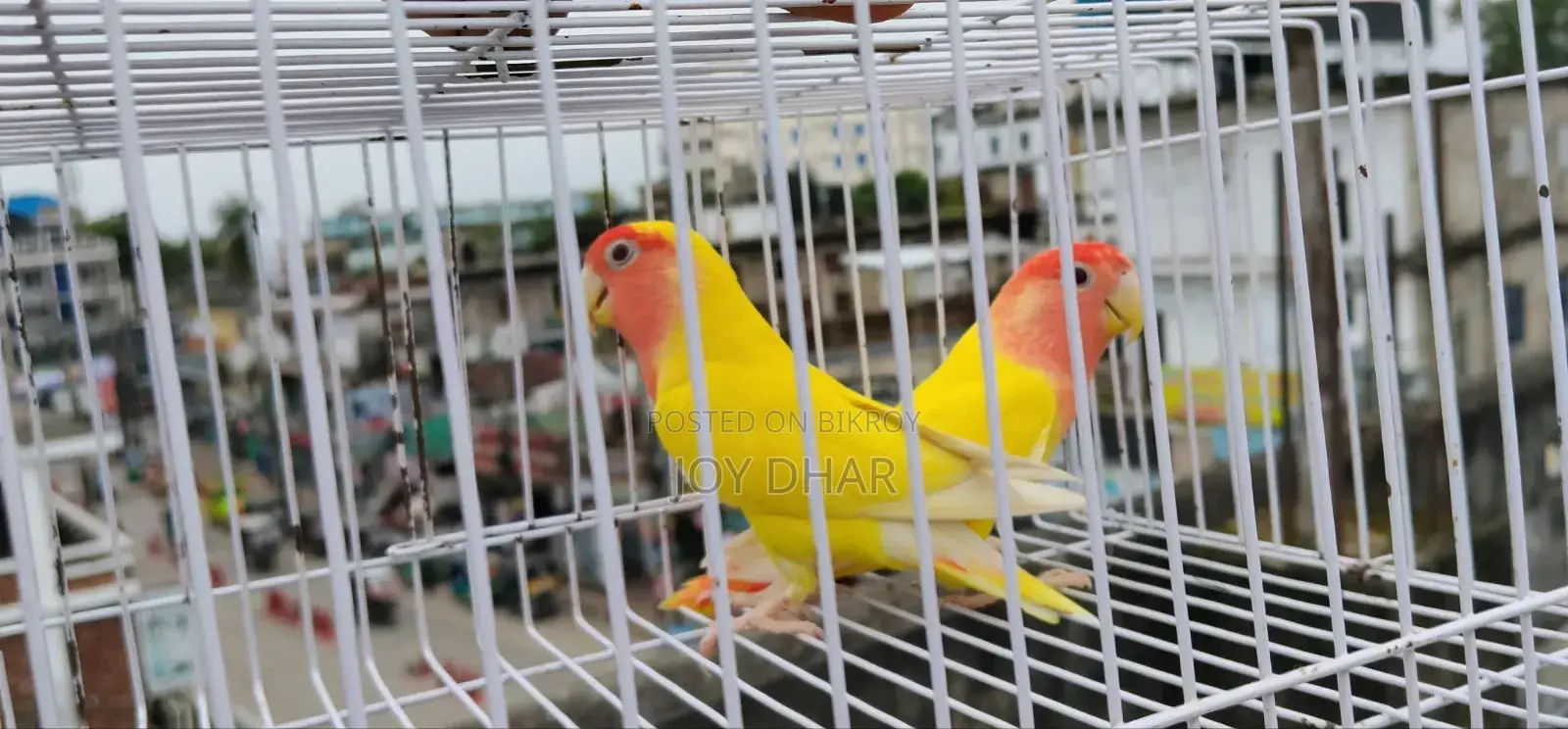 ডিম সহ ককাটেল জোড়া ও একজোড়া লাভবার্ডস সেল হবে