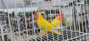 ডিম সহ ককাটেল জোড়া ও একজোড়া লাভবার্ডস সেল হবে