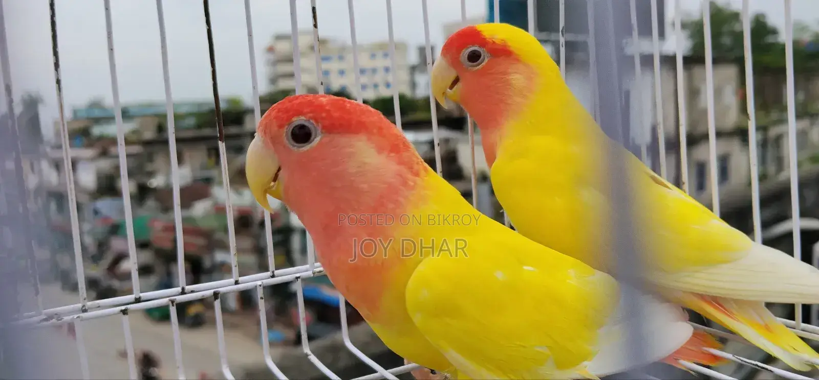 ডিম সহ ককাটেল জোড়া ও একজোড়া লাভবার্ডস সেল হবে