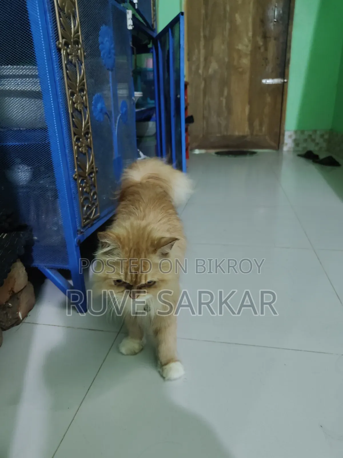 1+ Year Female Purebred Persian Cat