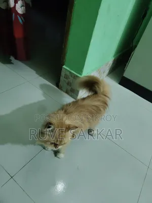 1+ Year Female Purebred Persian Cat