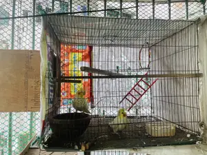 ককাটেল লুটিনো বার্ড ফর সেল