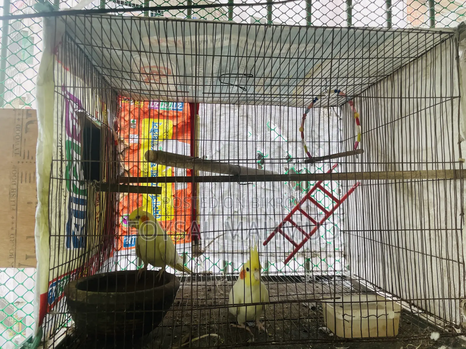 ককাটেল লুটিনো বার্ড ফর সেল