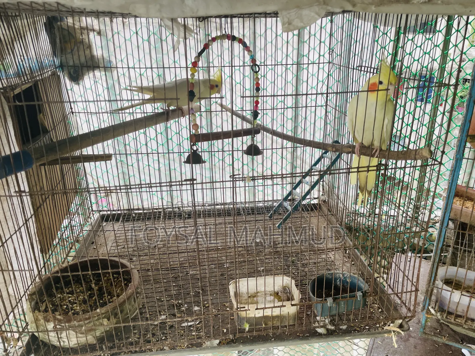 ককাটেল লুটিনো বার্ড ফর সেল