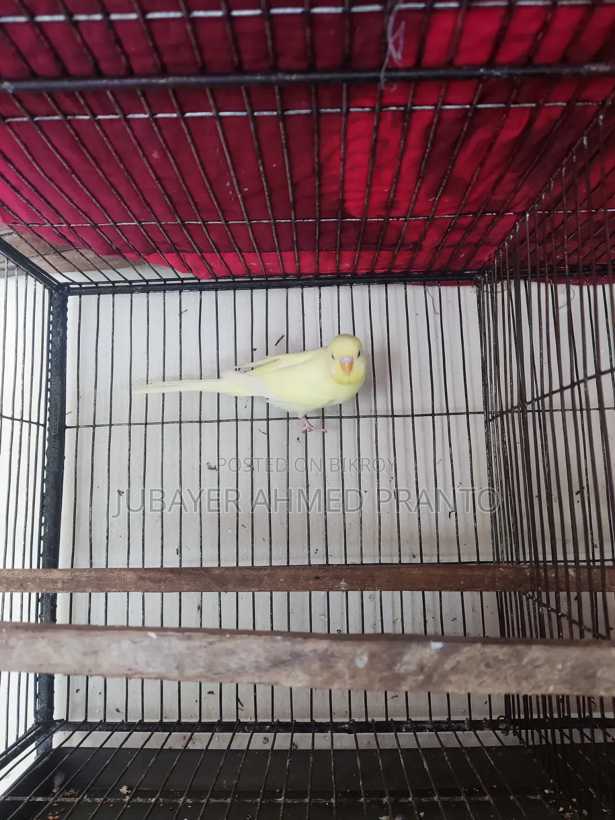 Budgerigar Bird