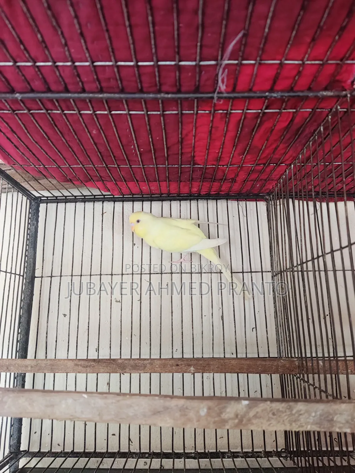 Budgerigar Bird