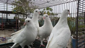 কিং কবুতর বিক্রি হবে
