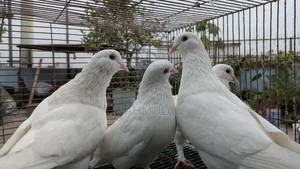 কিং কবুতর বিক্রি হবে