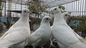 কিং কবুতর বিক্রি হবে