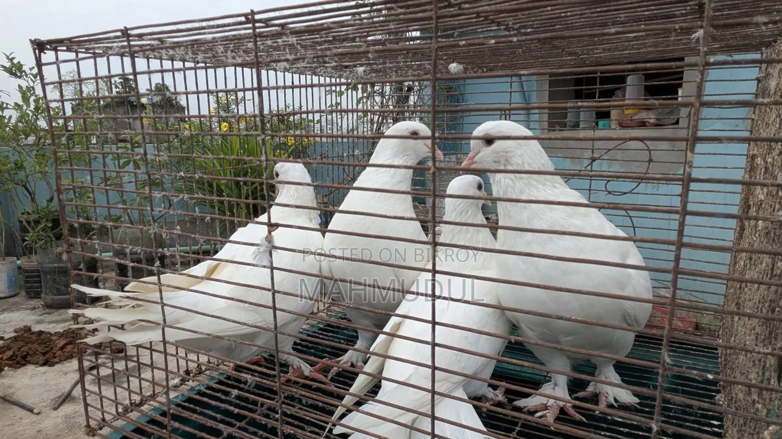 কিং কবুতর বিক্রি হবে
