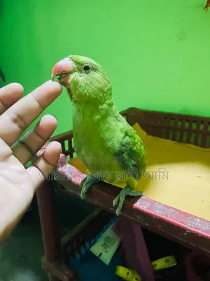 Pet Ringneck Parrot