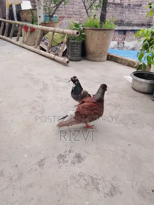গিরিবাজ কবুতর