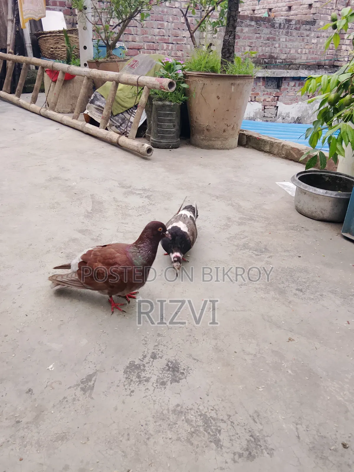 Giribaj Pigeon