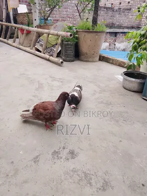 Giribaj Pigeon
