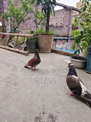Giribaj Pigeon