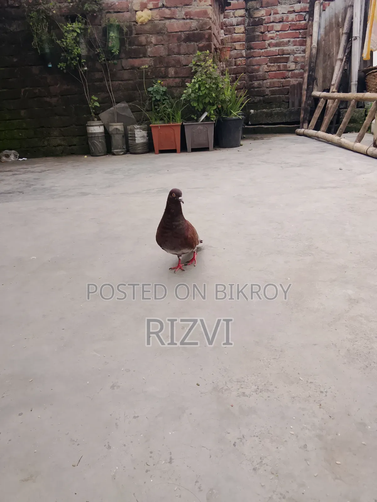 Giribaj Pigeon