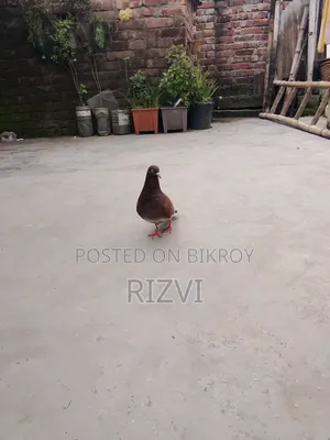Giribaj Pigeon