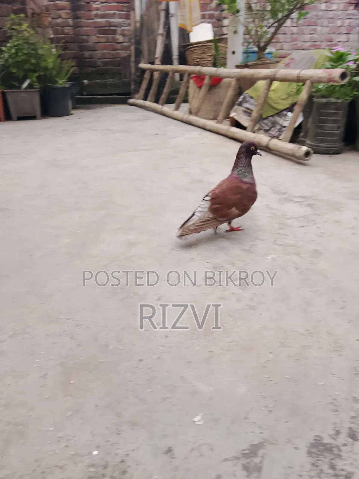 Giribaj Pigeon