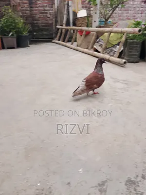 Giribaj Pigeon
