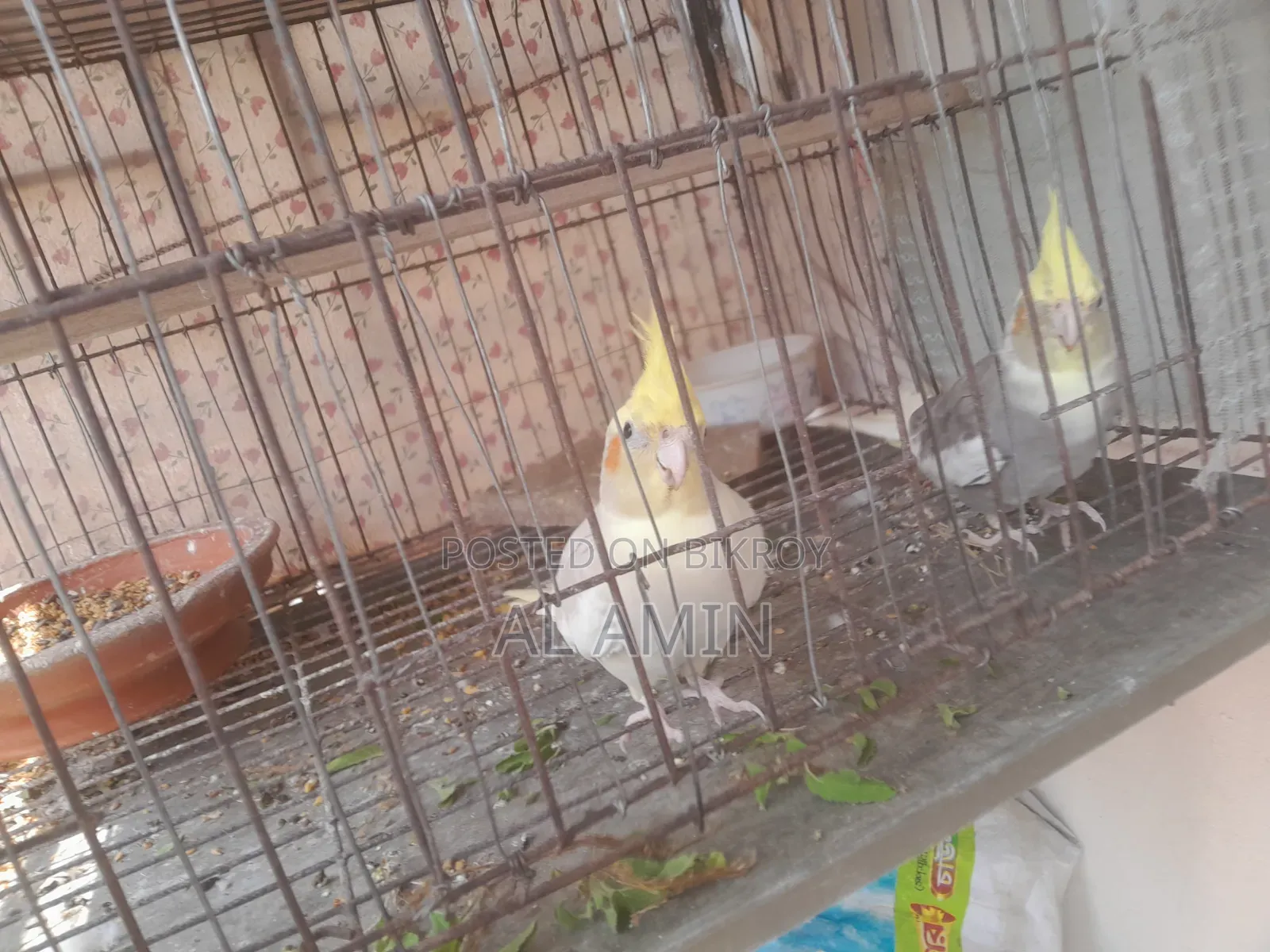 কোকাটেল পাখি